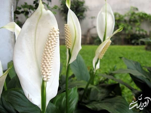 گیاه اسپاتی فیلوم 